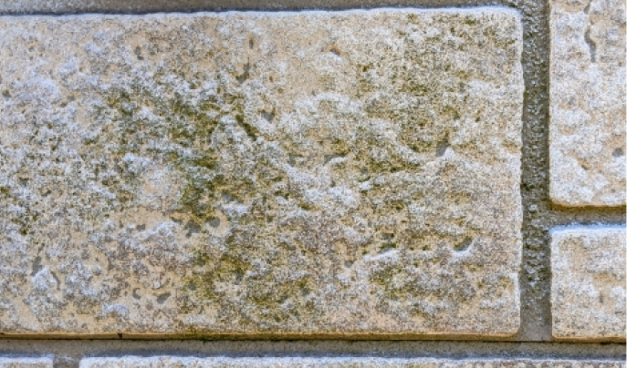 外壁にコケ、カビ